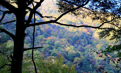 Low angle view of trees against sky