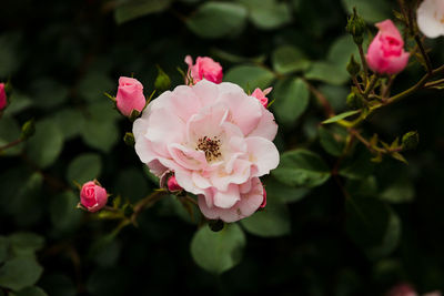 Close-up of pink roses