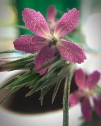 Close-up of pink flowers