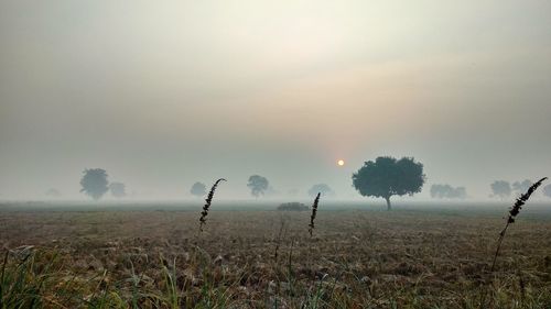 Trees on field against sky during foggy weather