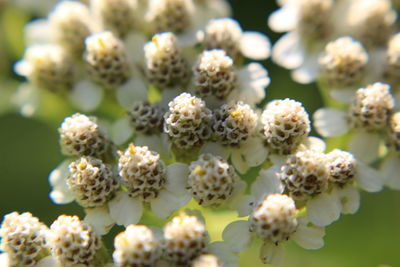 Close-up of white flowering plants