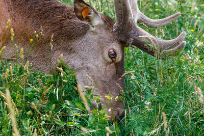 Close-up of deer on field