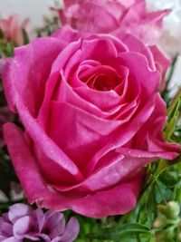 Close-up of pink rose blooming outdoors