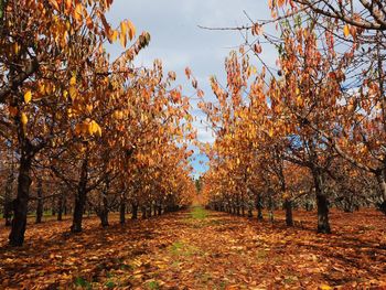 Autumn trees in park