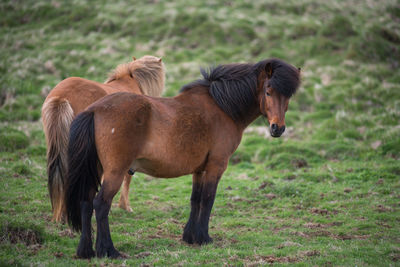 Icelandic horses grazing in the highlands, iceland