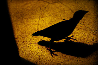 High angle view of a bird shadow on a footpath