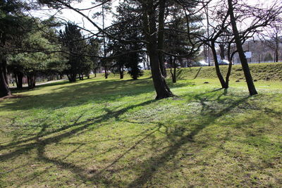 Trees on grass against sky