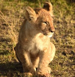 Lion cub looking away while sitting on land