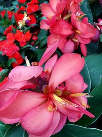 Close-up of pink flowers