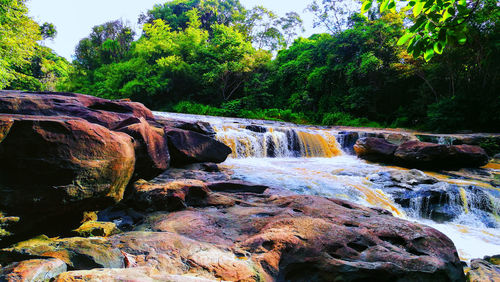 Scenic view of waterfall in forest