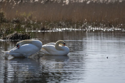 Swans swimming in lake