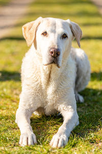 Portrait of dog on field