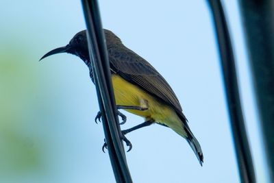 Low angle view of bird perching on plant against sky