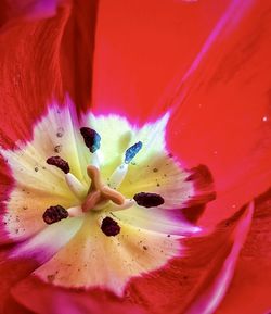 Macro shot of red flower petal