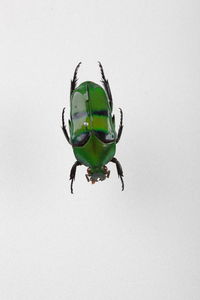 Close-up of insect on white background