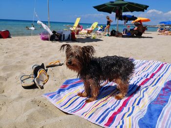 Dog relaxing at beach