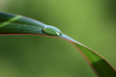 Close-up of damselfly on leaf