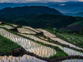 View of rice terraces at thailand