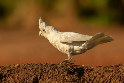 Close-up of bird perching on rock