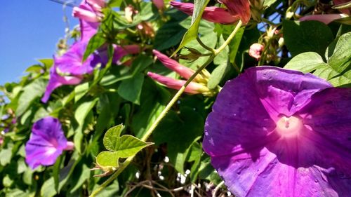 Close-up of purple flowers blooming outdoors