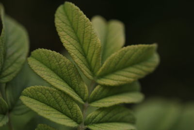 Close-up of plant