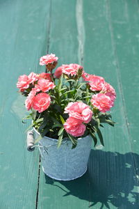 High angle view of carnations growing in bucket on table