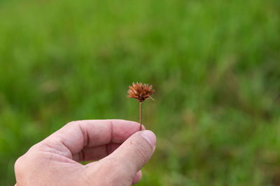 Close-up of hand holding flower against blurred background