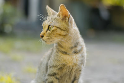 Close-up of a cat looking away