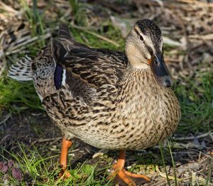 Close-up of mallard duck