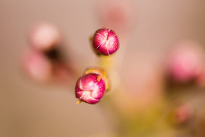 Close-up of pink flower