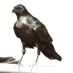 Close-up of bird perching on white background