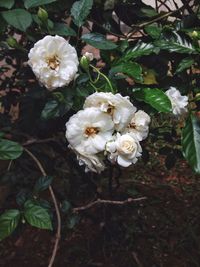 Close-up of white flowers