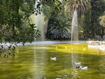 View of ducks swimming in lake