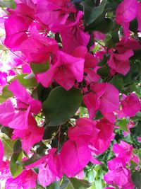 Close-up of pink bougainvillea blooming on tree