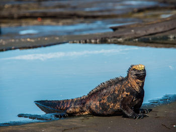 Marine iguana at beach