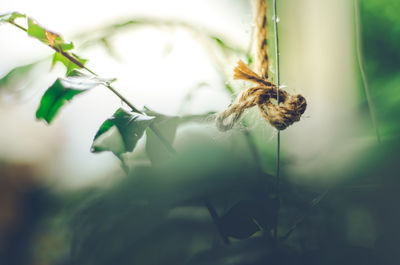 Close-up of wilted plant