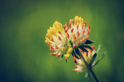 Close-up of flowering plant