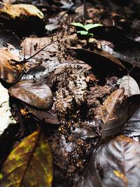 Close-up of dry leaves