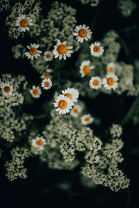 Close-up of white flowering plants