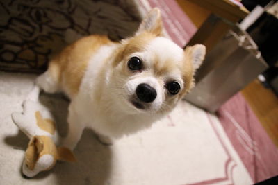 Close-up portrait of a dog at home