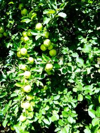 Close-up of fruits growing on tree