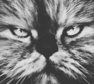 Close-up portrait of cat