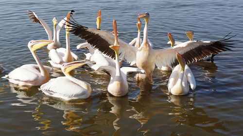 Swans swimming in lake