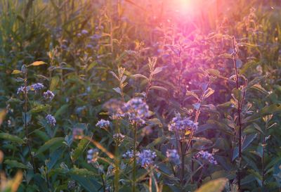 Close-up of purple flowering plants on field