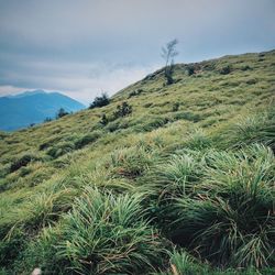 Low angle view of grassy hill against cloudy sky