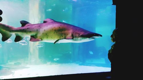 Fish swimming in aquarium