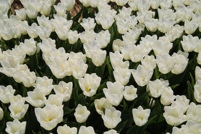 Close-up of white flowering plants