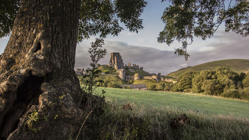 Panoramic shot of trees on landscape against sky