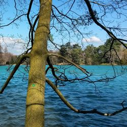 Bare trees by lake against sky