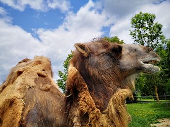 Kamele im tiergarten walding upper austria 